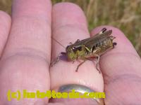 /home//u458753944/public_html/sourcegallery////Insects and small critters/grasshoppers and crickets (Orthoptera)/P1050983.JPG